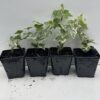 Pack of 4 Young White Edge Leaves Trailing Ivy Hedera Helix Plant in 7cm - Image 5