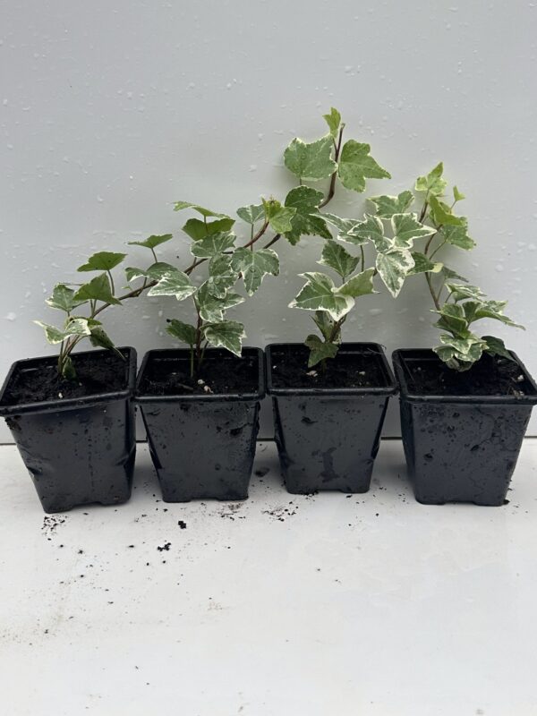 Pack of 4 Young White Edge Leaves Trailing Ivy Hedera Helix Plant in 7cm - Image 5