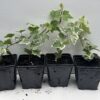 Pack of 4 Young White Edge Leaves Trailing Ivy Hedera Helix Plant in 7cm