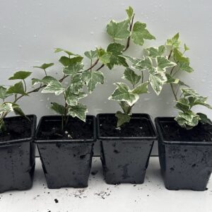 Pack of 4 Young White Edge Leaves Trailing Ivy Hedera Helix Plant in 7cm