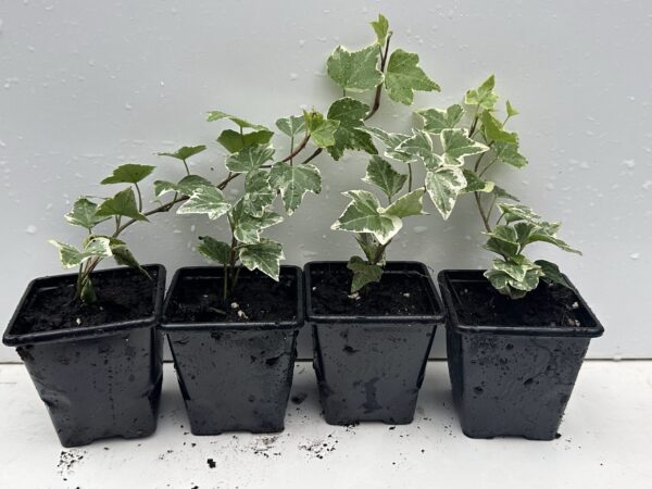 Pack of 4 Young White Edge Leaves Trailing Ivy Hedera Helix Plant in 7cm