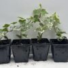 Pack of 4 Young White Edge Leaves Trailing Ivy Hedera Helix Plant in 7cm - Image 3