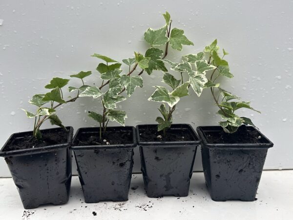 Pack of 4 Young White Edge Leaves Trailing Ivy Hedera Helix Plant in 7cm - Image 3