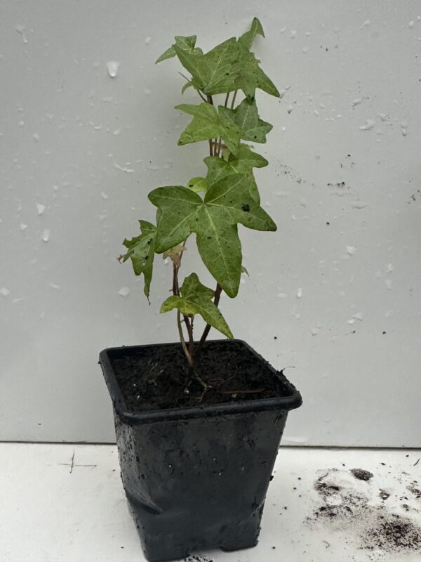 Pack of 4 Young Green Leaves Trailing Ivy Hedera Helix Plant in 7cm pot - Image 2