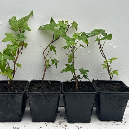 Pack of 4 Young Green Leaves Trailing Ivy Hedera Helix Plant in 7cm pot