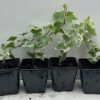 Pack of 4 Young White Edge Leaves Trailing Ivy Hedera Helix Plant in 7cm - Image 2