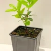 Cooking herb Bay Leaf Plant in 11cm pot, Laurus nobilis, Bay tree,