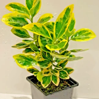 yellow Euonymus fortunei Emerald 'n Gold Spindle Evergreen Shrub Hedge plant in 9cm Pot