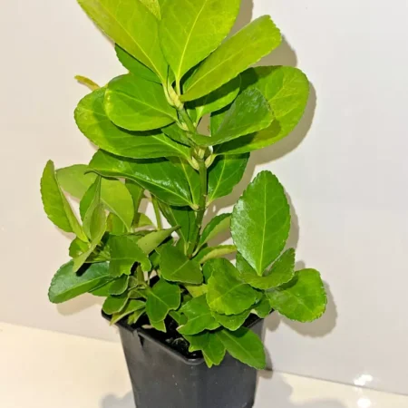 Green Euonymus fortunei Emerald 'n Gold Spindle Evergreen Shrub Hedge plant in 9cm Pot