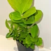 Green Euonymus fortunei Emerald 'n Gold Spindle Evergreen Shrub Hedge plant in 9cm Pot - Image 2