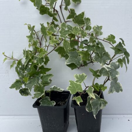 Pack of 2 White-edge Leaves Trailing Ivy Hedera Helix Plant in 7cm pot