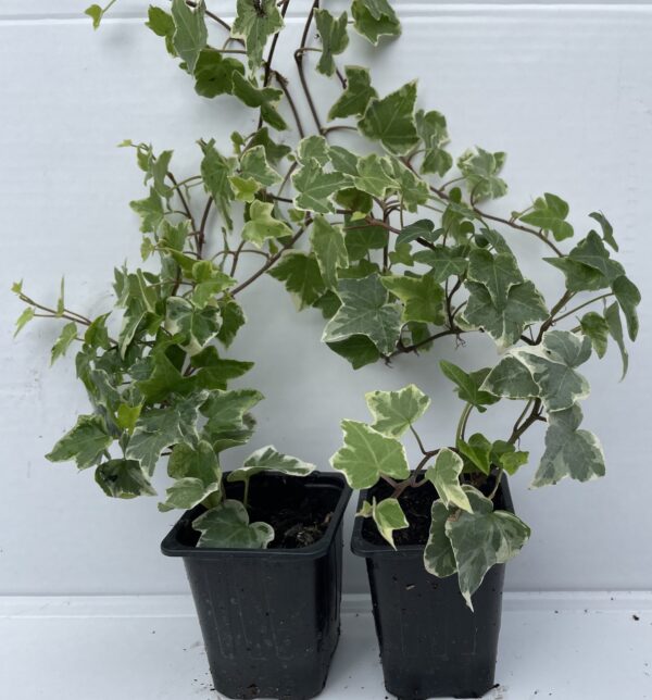 Pack of 2 White-edge Leaves Trailing Ivy Hedera Helix Plant in 7cm pot