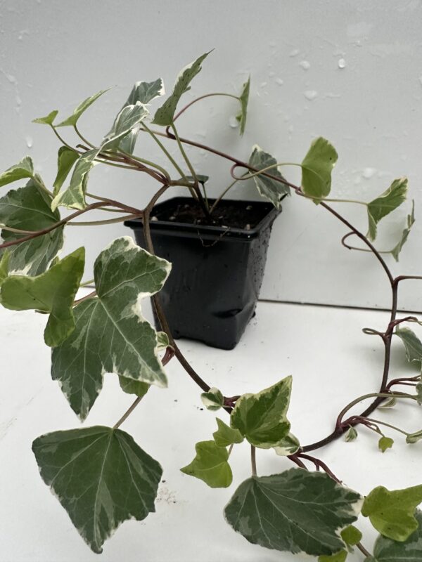 Pack of 2 White-edge Leaves Trailing Ivy Hedera Helix Plant in 7cm pot - Image 2