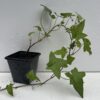 Pack of 2 Green Leaves Trailing Ivy Hedera Helix Plant in 7cm pot - Image 2