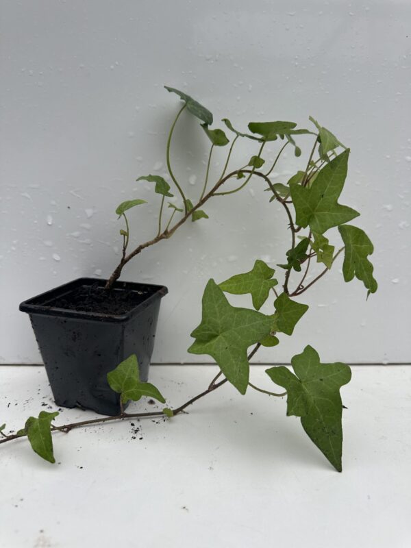 Pack of 2 Green Leaves Trailing Ivy Hedera Helix Plant in 7cm pot - Image 2