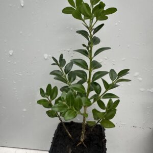 Pack of 10 Box Hedging Plants. Buxus Sempervirens Dense Evergreen Hedging Shrubs