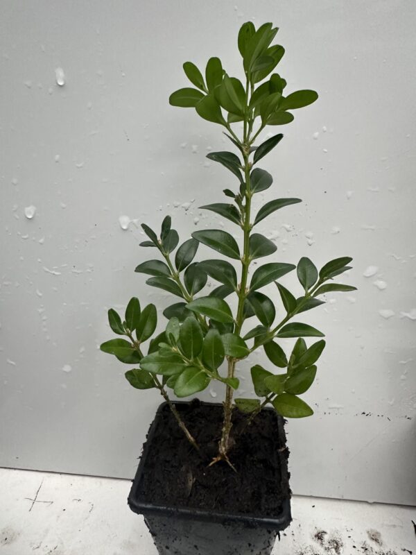 Pack of 3 Box Hedging Plants. Buxus Sempervirens Dense Evergreen Hedging Shrubs - Image 2