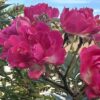 Red Climbing Rose Plant in 11cm pot, Perennial Garden Shrub Plant - Image 3