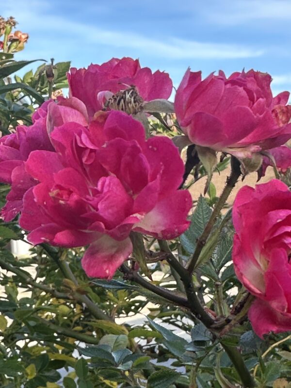 Red Climbing Rose Plant in 11cm pot, Perennial Garden Shrub Plant - Image 3