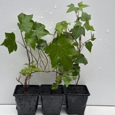 Pack of 2 Green Leaves Trailing Ivy Hedera Helix Plant in 7cm pot