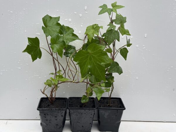 Pack of 2 Green Leaves Trailing Ivy Hedera Helix Plant in 7cm pot