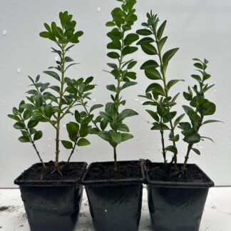 Pack of 3 Box Hedging Plants. Buxus Sempervirens Dense Evergreen Hedging Shrubs