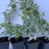 Pack of 4 White-edge Leaves Trailing Ivy Hedera Helix Plant in 7cm pot