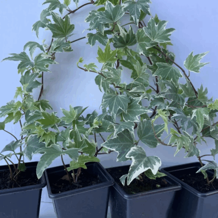 Pack of 4 White-edge Leaves Trailing Ivy Hedera Helix Plant in 7cm pot