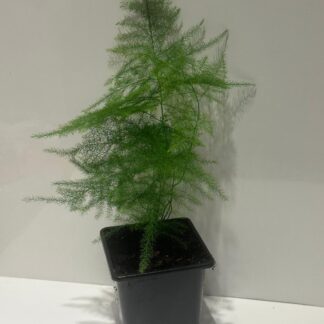 Asparagus Setaceus