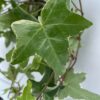 Pack of 4 White-edge Leaves Trailing Ivy Hedera Helix Plant in 7cm pot - Image 2