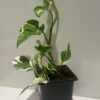 Epipremnum aureum, 9cm pot Money plant - Image 2