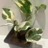 Epipremnum aureum, 9cm pot Money plant - Image 3