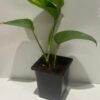 Golden pothos , Money plant, Devils ivy in 9cm pot - Image 2
