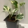 Epipremnum aureum, 9cm pot Money plant