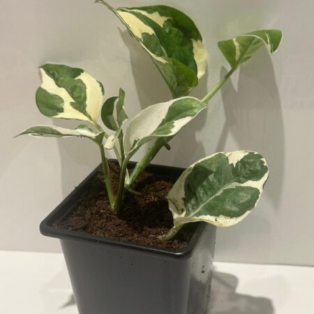 Golden Pothos (Epipremnum Aureum)- 9cm pot