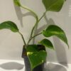 Golden pothos , Money plant, Devils ivy in 9cm pot