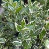 White Euonymus fortunei Emerald 'n Evergreen Shrub Hedge plant in 9cm Pot - Image 3