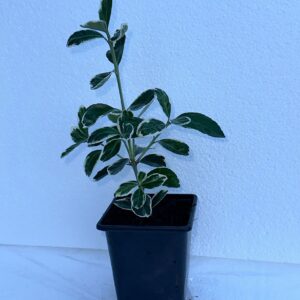 White Euonymus fortunei Emerald 'n Evergreen Shrub Hedge plant in 9cm Pot