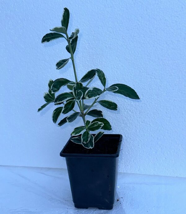 White Euonymus fortunei Emerald 'n Evergreen Shrub Hedge plant in 9cm Pot