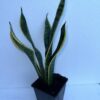 Snake plant - Image 2
