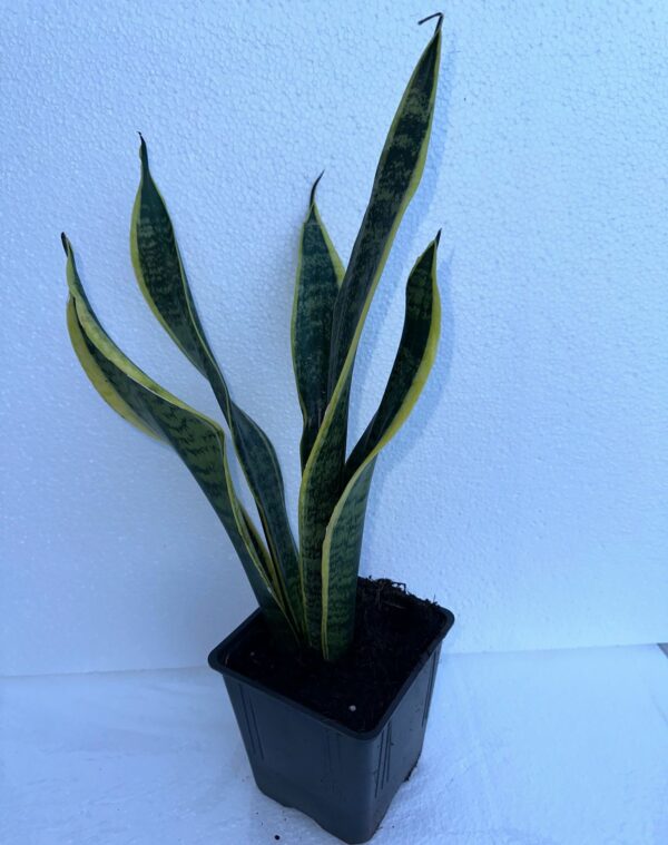 Snake plant - Image 2
