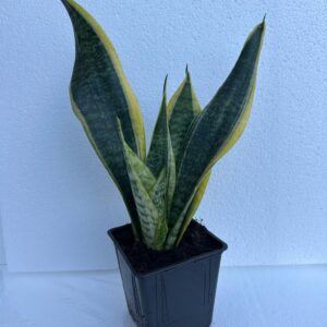 Snake plant