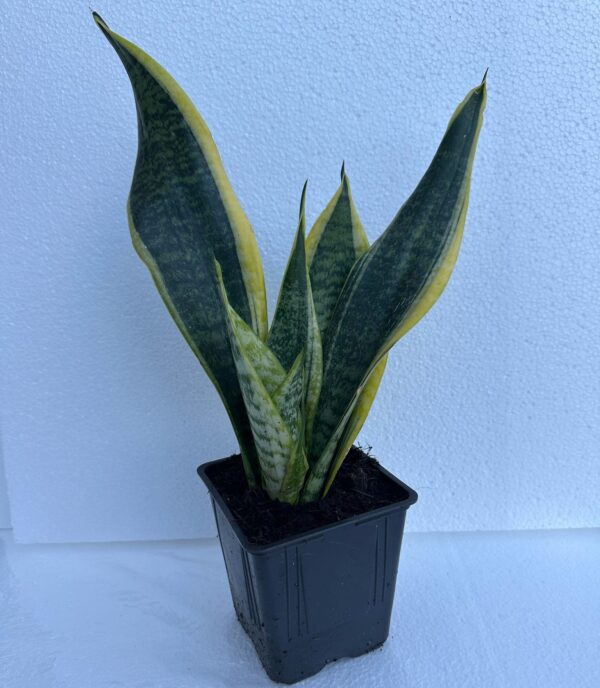 Snake plant