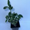 White Euonymus fortunei Emerald 'n Evergreen Shrub Hedge plant in 9cm Pot - Image 2