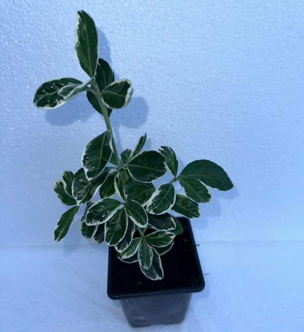 White Euonymus fortunei Emerald 'n Evergreen Shrub Hedge plant in 9cm Pot - Image 2