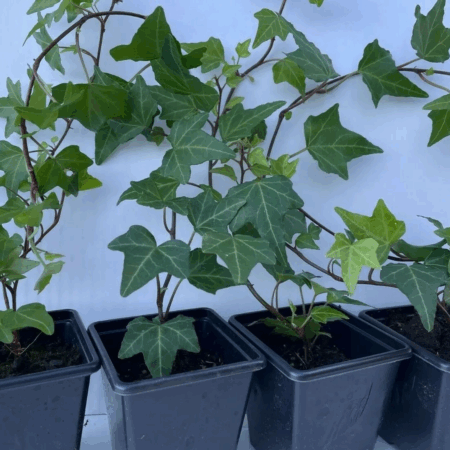 English Ivy (Hedera Helix)- Pack of 4 in 7cm pot